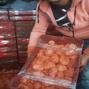  Truffes Blanches, Terfess Du Sahara Tunisien - champignon levure nous sommes une société de commerce international tunisienne implémenté à gafsa ( au sud tunisien ) et nous sommes a votre disposition pour vous offrir une quantité bio de truffes tunisienne avec un prix très compétitif sur le marché. --