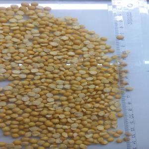  Yellow Split Peas - cereals dear sir / madam,  --you are welcomed by the jnl company. we are producer of  yellow split peas of better quality. --we make 2000 tone in a month! we can pack 10, 20, 25, 50 kg bags. our 25 year work experience give us the right to be called one of the best,  we can guarantee you the best service,  qualit