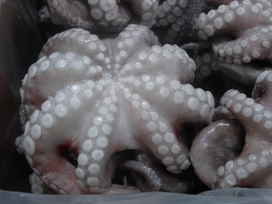  La Qualité De La Fourche La Fourchette - poissons bonjour  nous somme a le recherche des client partout dans le mande pour l'achat de notre produit; poissons congelés tel que les pélagiques et céphalopodes. ainsi que les huiles essentielles (argane; amande.dattes........etc)--nous cherchent des partenariat a long terme. 