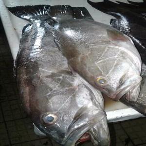  Poissons Du Sénégal - poissons bonsoir nous aimerions &eacute;largir notre client&egrave;le nous sommes en possession d'une usine de production de poissons frais ou congel&eacute; nous cherchons d'acheteurs potentiel merci