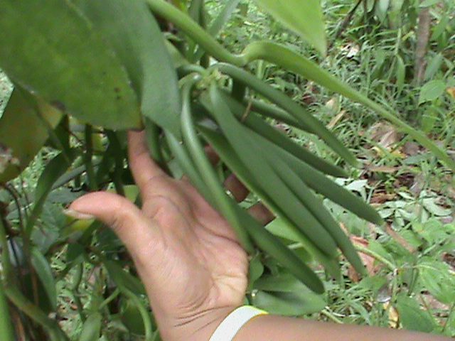  Vanille Poivres Et Produits Locaux Madagascar - épices aromates je serai en mesure d&egrave;s la saison prochaine,   de fournir quelques centaines de kg de la meilleure vanille et des poivres de madagascar. il s'agit de la r&eacute;colte de ma propre famille qui travaille sur place. la qualit&eacute; de cette production a &eacute;t&eacute; cit&eacute;e et vant&ea