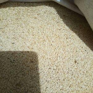  Graine De Sésame - fruits secs et graines grillées bonjour nous vous proposons un stock important de graine de sésame issue de notre dernière récolte 