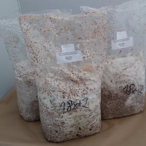  Mycélium De Champignons De Haut Qualité - champignon levure nous sommes des jeunes inginieurs disposons d' un  laboratoire de production des mycélium de plusieurs variété et de haut qualité qui nous le commercialisons sur tout le maroc,  si vous etes des producteurs des champignons comestible ou medical nous vous offre des tr&egrav