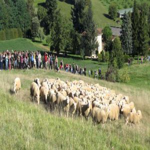  Vente Agneau La Ferme En Périgord - animaux vivants bonjour nous vendons des agneaux élevés à a la ferme. possibilité de livraison vivant ou découpé n hesitez pas à nous contacter pour plus d informations. les produits ont reçu le label hve ( haute valeure environnementale )