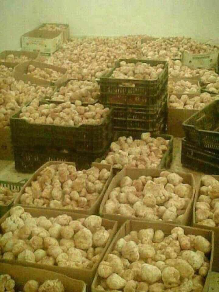  Truffe Blanche - champignon levure a vendre truffes blanche fraiches du producteur. production de 01 tonnes chaque jour.                                                                         --