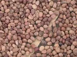  Beurre De Karité Biologique Bio Shea Butter) - matiere vegetale nous disponsons d'une grande quantit&eacute; de beurre de karit&eacute; bio (shea butter) de la republique du benin(afrique de l'ouest) &agrave; vendre a travers le canada et le  monde. toute personne interress&eacute;e par nos offres est pri&eacute;e de s'adresser &agrave; notre representant canadi