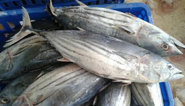  Bonite Entière Ventre Rayée (poissons Congelés) - poissons bonjour.--nous avons actuellement 6 conteneurs de bonite entière à ventre rayée congelés.--taille minimum 1.8kg à 3.5kg pièce.--prix avec le transport cnf abidjan 1850 usd la tonne.--paiement par t/t acompte 30 % et 70 % copie du bl ou la lc confirmée