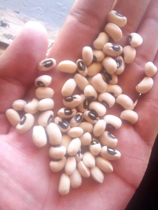  Black Eyes Du Region Du Nord-est - semence graine plant producteur direct cherche des clients ou importateurs pour un contrat d'achat à long terme de black eyes chez nous,  ensuite il est à noter que nous pouvons aussi fournir mieux que nous avons decrit en haut selon le contrat de l'acheteur,  et toutes les etapes de conditionnemnet peuvent 
