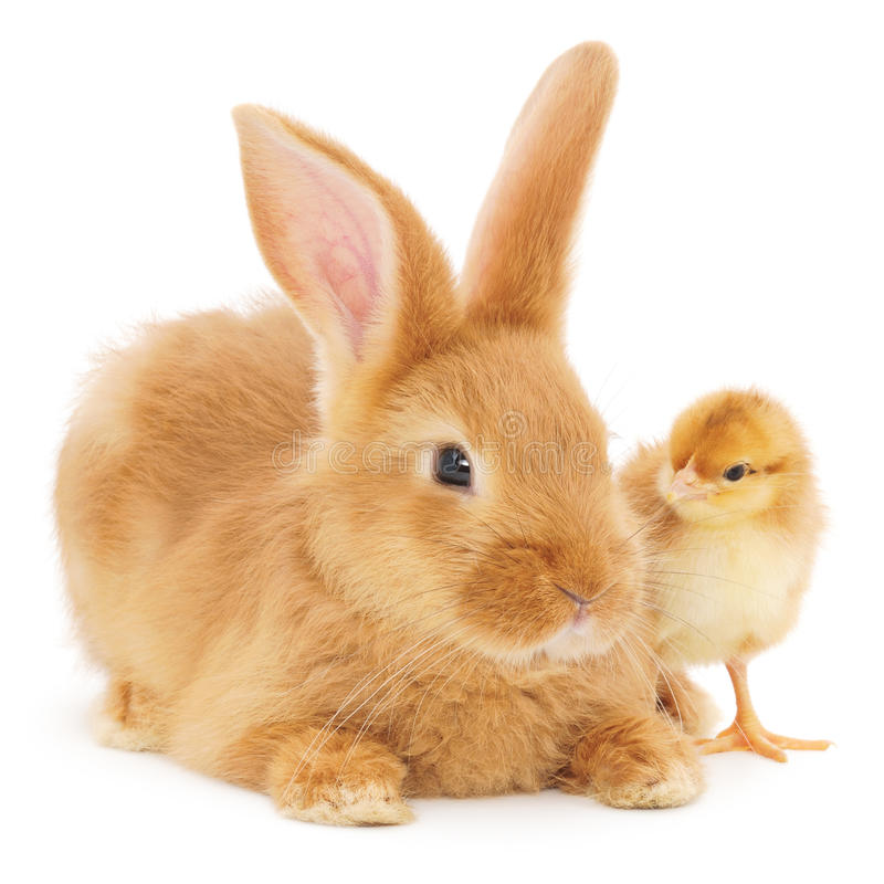 Poulet Et Lapin - viandes et oeufs vente et dustrubution poulet et lapin merci de nous contacter .