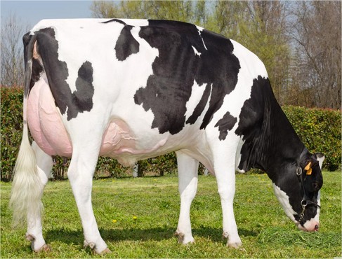  Prim'holstein - animaux vivants je voudrais acheter la race bovine laitière prim’holstein ou montbéliard.je demande le prix estimatif de chacune -- merci à tout le monde  
