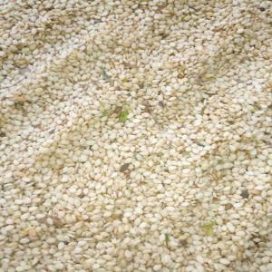  Sésame Blanc Ou Doré Et Le Sésame Bigarré En Stoc - produits sucrés bonsoir,  nous disposons d'une très grande quantité importante du sésame blanc ou doré et du sésame bigarré. ceci étant,  nous recherchons de potentiels acheteurs vivement désireux(es) qui souhaitent acheter en grande quantité. inté