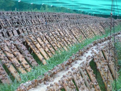  Escargot Du Maroc - coquillage crustacé situé au maroc nous produisons des escargots gros gris très bon calibre sous de très bonnes conditions d'élevage. nous cherchons des acheteurs en europe. quantités disponibles -30 tonnes. 