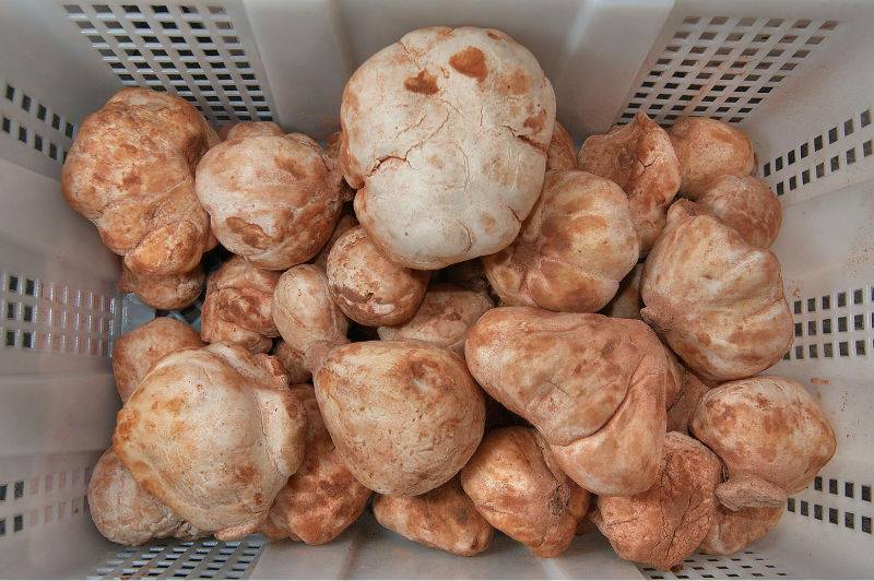 Truffe blanche Tunisienne  - champignon levure bonjour, nous fournissons de truffe blanche tunisienne .--vente en grande quantité --expédition par avion .--