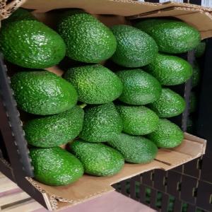  Avocat Hass Du Maroc - fruits et légumes bonjour,  je suis producteur et fournisseur d'avocat bio en majorit&eacute; hass (95% du volume) ainsi que la variet&eacute; fuert&eacute; du maroc &agrave; moulay bousselham.--nous proposons des avocats avec un taux d'huile de 22%.--nous disposons de la certification global gap ainsi que la certific