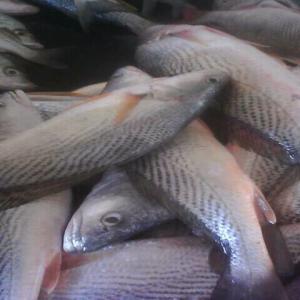  Poissons Du Sénégal Pour L'afrique - poissons pour la saison qui commence nous cherchons des clients en afrique de l'ouest et du centre pour nos produits --nous exportons du thon sompates machoiron sardinelle lagna lagna maquereaux chinchard --etc--contactez nous merci