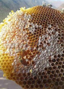  Miel Pur - produits sucrés on dispose de 23 tonnes de pur miel du maroc.--nos abeilles veillent &agrave; ce que leur produit soit le meilleur en errant dans les plaines,  jardins,  forets etc.. collectant les meilleurs fleurs une par une ; certaines qualit&eacute;s de miel sont bien connues chez les locaux pour leurs grandes pr