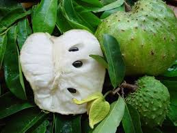  La Culture Du Corossol Anona Muricata) - fruits et légumes bonjour,  je voudrais avoir toutes les informations relatives à la culture du corossol. je veux entreprendre dans cette culture. cette culture ne se fait pas en côte d'ivoire et pourtant c'est une plante tropical qui pousse un peu partout.