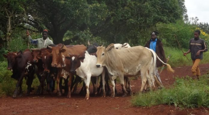  Animaux Vivants - animaux vivants nous avons au cameroun et au tchad des animaux de bonne qualité. si vous etes  intéresse,  faites nous le savoir. 