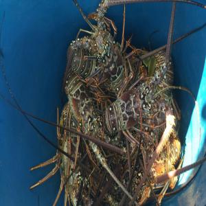  Langoustes Vivantes Des Caraibes - coquillage crustacé nous expédions nos langoustes vivantes en caisse refrigerees de 10 a 15 kilogrammes chacune,  par avion. commande minimum de 50 kilogrammes.--virement sur compte à la commande de 50% minimum du montant de la commande pour prise en compte! livraison dans les 5 jours maximum à r&ea