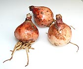  Oignon Sauvage Qualité Et Prix - fruits et légumes on dispose d'une quantit&eacute; de 400 t d'oignon sauvage entre gros et moyen....on chercher des clients ou des revendeurs au niveau d'europe. et notre annonce concerne d'un produit bio.