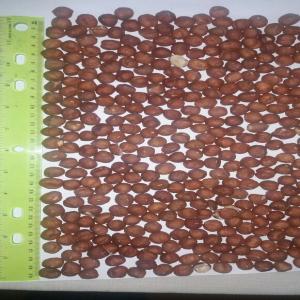  Noisette - fruits secs et graines grillées bonjour,  on est une entreprise d'import et d'export situe en azerbaidjan. on est interesse d'une cooperation mutuellement benefique. actuellement,  on as des noisette a coque et des noisette decortique,  kaki seche (persimmon dried),  prune seches,  des pommes et des autres produits secs. egalement,  on 
