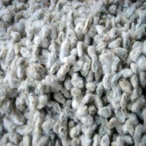  Graine De Coton De Bonne Qualité - semence graine plant nous disposons d'une grande quantité de graine de coton de très bonne qualité,  origine bénin. nous cherchons des acheteurs dans tout le monde entier intéressés par notre offre. nous contacter pour plus de renseignements.