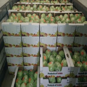  Producteur Maraîcher - fruits et légumes nous sommes producteurs de (salades iceberg, laitue, romaine, carotte, oignons, roquette, choux)--nous operons avec le systeme de traçabilité. nous pouvons offrir des quantités importantes sur contrat de culture ou moindre si disponibles. 