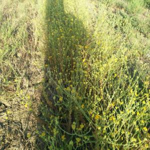  Camomille Bleue (tanaisie Annuelle) - huiles bonjour --je suis un particulier qui prépare une culture de 22 hectares de camomille bleue (tanacetum annum ) la distillation a commencé ce mois de juillet  2018 nous avons actuellement 40 kg de huile essentielle en stock en augmentation chaque jour .