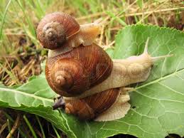  Je Cherche Formation Sur L'elevage D'escargot - coquillage crustacé bonjour a tous je suis un jeune tunisien et je veux faire une formation sur l'elevage d'escargot  quel q'un qui est experimenté peut m'aider ,  mercie