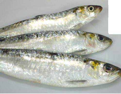  Ai Besoin Des Sardine Frais De 8-10 Piece/kg - poissons j ai besoin de la sardine frais frais frais frais de la region de dakhla vers casablanca ou kenitra mais frais frais frais de 8-10 pièce/kg de 30 a 40 tonnes par mois