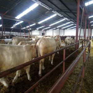  Veaux Engraissement Et Vaches Laitières - animaux vivants bonjour--nous sommes une  société algérienne --nous voulons fair l importation des veaux d engraisement en algérie nous voudront des veaux de 6 quantité de 60 veaux ou 60 genise   par arrivage nous cherchant des fournisseurs --salutation -- 