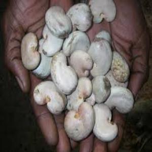  Noix De Cajou Brute Au Senegal - fruits secs et graines grillées bonjour, nous sommes une soci&eacute;t&eacute; bas&eacute; au senegal sp&eacute;cialis&eacute;e dans l'agrobusiness.--nous sommes en mesures de vous assurez en plein campagne  5000 tonnes de noix de cajou r&eacute;colte 2020. si vous d&eacute;sirez plus d'information je vous prie de bien vouloir ...