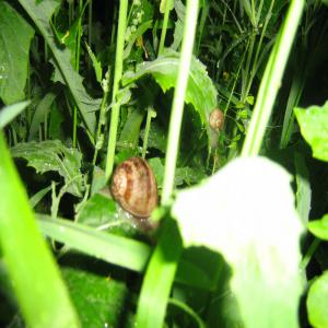  Snails Helix Aspersa Maxima Baby - live animals lithuanian snails breeders and snails product exporters. at the moment 2019m.we are selling helix aspersa maxima baby snails and snails eggs if by any chance you would be interested,  please feel free to contact us. 