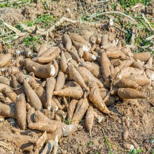  Manioc Variétés 8034 Disponible En Tres Grande Qu - féculents nous sommes un gic disposant d'une vaste récolte de manioc et cherchons partenaire pour vente mais également envisager la transformation en produits divers... 