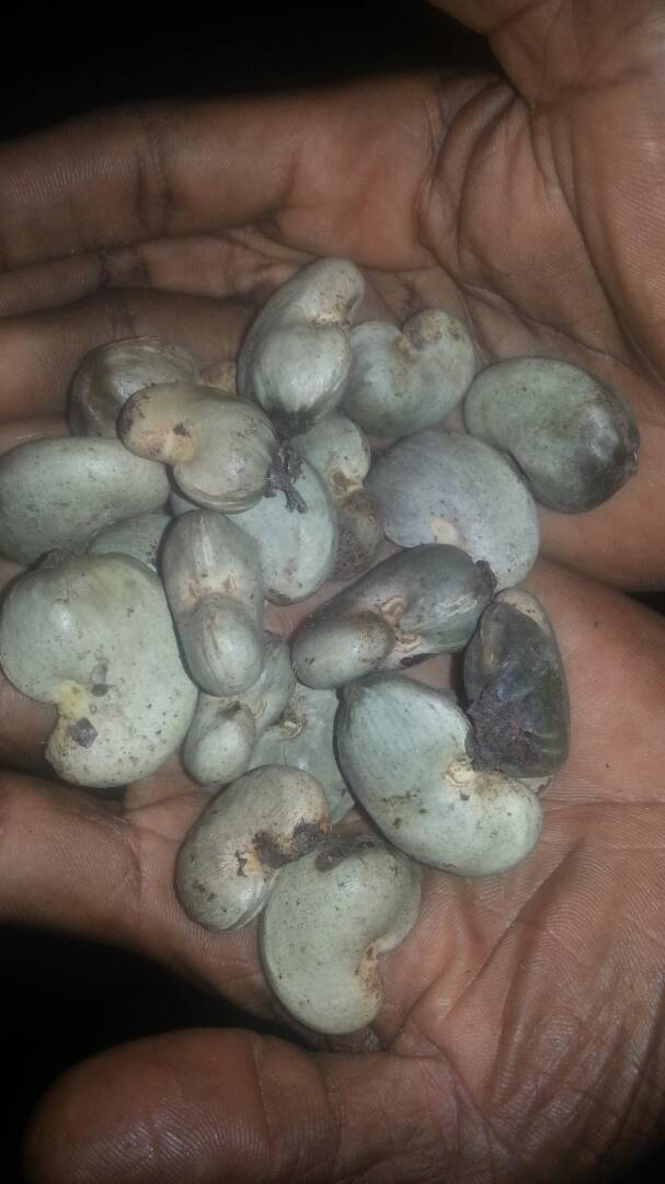  Anacarde Biologique - céréales bonsoir nous disposons actuellement a notre disposition 50 tonnes de graines d'anacardes pour toutes vos besoins vous pouviez me contacté directement ou par whattsapp. merci