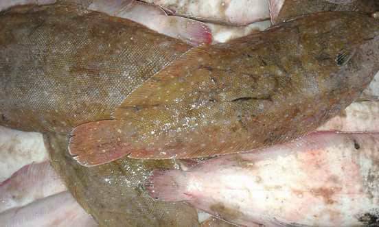  Sole Et Mérou - poissons nous sommes une société mauritanienne d’export des poissons et des fruits de mer à la recherche des clients en tunisie particulièrement nous vous offrons le meilleur du marché mauritanien sur des vols permanent 2fois par semaine et a l’etat fresh.