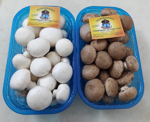  Société Visant L'export De Champignon Frais - champignon levure nous sommes une société tunisienne de production de champignon frais (champignon de paris blanc et marron). nous comptons nous ouvrir à l'international et assurer l'export de notre produit. nous cherchons des partenaires intéressés par la transformation,   distribut