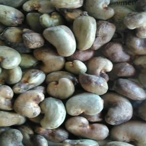  Dry Ginger, Dry Hibiscus, Raw Cashew Nuts - aromatic spices we are suppliers and exporters of raw cashew nuts,  raw peanuts,  dry ginger,  dry hibiscus flower,  chilli pepper.