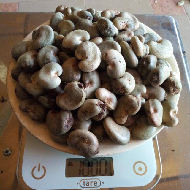  Vente De Noix De Cajou Du Benin - fruits secs et graines grillées hommes d'affaires,  op&eacute;rateurs &eacute;conomiques,  commer&ccedil;ants,  nationaux et internationaux d&eacute;sireux exercer dans l'achat des produits tropicaux comme noix de cajou et soja , voici une opportunit&eacute; pour vous. --nous sommes un groupe de jeunes dynamiques sp&eacute;cialis&eacu