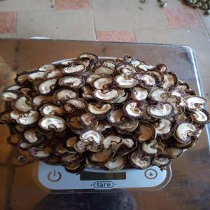  Sale Of Cashew Nuts From Benin - roasted seeds and nuts businessmen,  traders,  merchants,  national,  and international wishing to exercise in the purchase of tropical products such as cashew nuts and soy , here's an opportunity for you. --we are a group of young,  dynamic people specialized in the field for 5 years.--we have perfect control over the departme