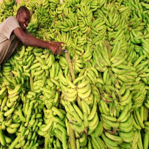  Bananes Kawadis Cote D'ivoire Ou Ghana - fruits et légumes urgent besoin d'un conteneur/semaine de bananes kawadiss provenant de la cote d'ivoire ou ghana arriv&eacute; port dakar cif.--veuillez me contacter
