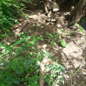  Manioc De Variété Bocou De Côte D'ivoire Bio - féculents a vendre - manioc de la variété bocou 1 développée par le cnra.--cette variété convient aussi bien pour la fabrication du gari ou de l'attiéké,  que pour la transformation en farine,  en amidon ou autres.--produits de façon naturelle,  sans