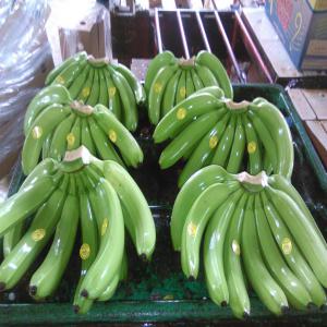  Je Cherxhe Des Importateurs/ Acheteurs De Banane - fruits et légumes exportation de banane de haute qualit&eacute; de l'&eacute;quateur vers touts les pays du monde. la quantit&eacute; est illimit&eacute; et les prix sont tr&egrave;s int&eacute;ressants. 