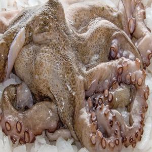  Distributeur De Poissons Poulpe - poissons bonjour,  je suis a la recherche des clients acheteurs en gros des poissons poulpe gros et moyenne calibre péchés a la mer mauritanienne.--notre prix est très attractif,   on assure l'export  dans des meilleurs condition,  emballage  de qualité à partir de nouadhibou 