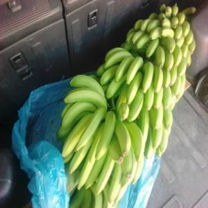  Banane Mangue Avocats Gingembre Noix De Cajou - fruits et légumes société export import de la côte d'ivoire. --nous sommes un fournisseur des fruits exotiques et fruits secs.--les produits disponibles sont les suivants - --- banane douce/cavendish /plantin --- mangue --- noix de coco --- avocat hass --- maïs jaune et blanc --- gingembre--- arac