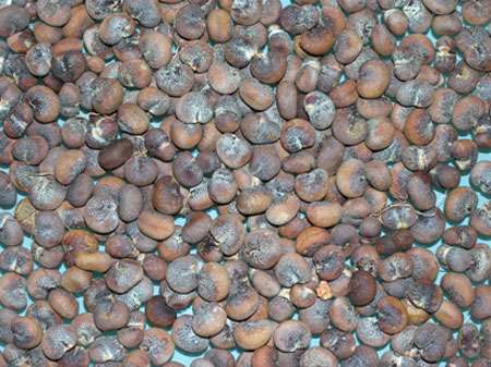  Le Grain De Baobabe Du Togo - fruits et légumes nos grain ( le grain du baobabe) est de natur naturelle et proteger naturelle. nos grain peuvent servir d'avantage &agrave; des entreprises ou usines qui utilisent les grains du baobabe pour faire d'autre produits de qualit&eacute; naturel.--nous exigeons un contrat de 6 moi min avec une quantit&eac