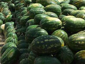  Pasteque Marocain De Zagora - fruits et légumes  nous proposon pasteques de qualitee des terres ensoleille de zagora la recolte commencera a partir de 15 avril . si vous etiez interesse,  n'hesiter pas a nous contacter pour plus d'informations