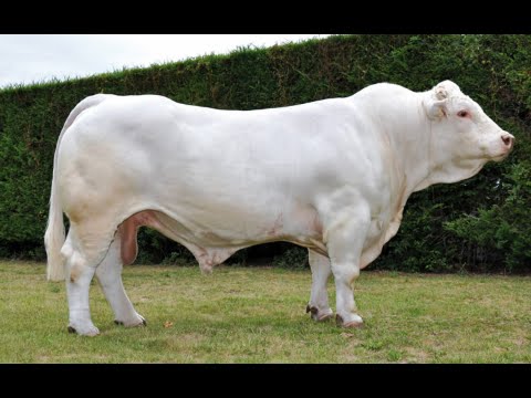  Cherche Fournisseur En Bovins L'engraissement - animaux vivants je cherche un fournisseur (avec transport) en bovins à l'engraissement de races charolais, limousines ou bbb ... poids inférieur à 200 kg si possible . ce ne sera q'un début,  nous aurons une demande continue et progressive. merci de me détailler le prix au kilo .--