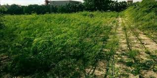  Recherche Des Intéressés Du Moringa - fruits et légumes bonjour. je suis un particulier disposant des hectares de plantation du moringa et je recherche des intéressés pour la vente de ce produit. je dispose de la feuille,  les grains ainsi que les racines et de très bonnes qualités.  . --cordialement ! 