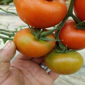  Recherche D'un Fournisseur - fruits et légumes ----location d'un terrai agriculteur--bonjour, --je suis a la recherche d'un investisseurs en agriculteur qui peux loué un terrain de 7 hectare dans la région de souss massa draa au sud du maroc --avec 50000 euro / ans--pour plus d information merci de me contacte --conditions tarifaire